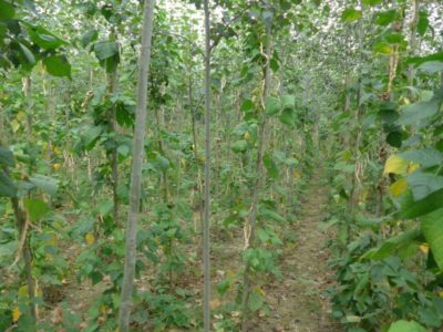 10443992_681197791957637_7033871772998231877_n