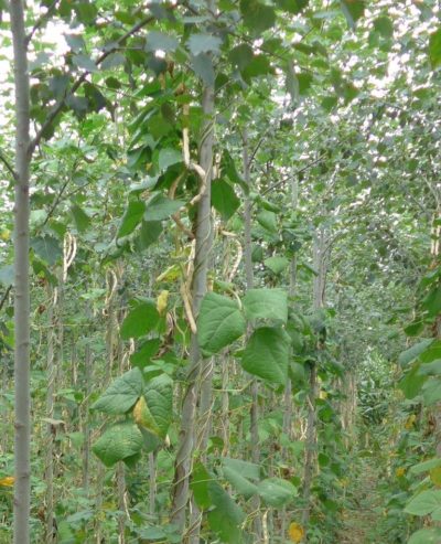 10629698_681199741957442_3534647819436879643_n