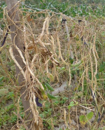 10639686_681197721957644_4189875064210045136_n