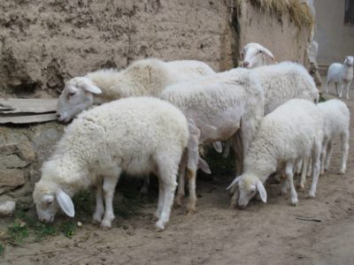 11694837_833951630015585_8321119579786355917_n