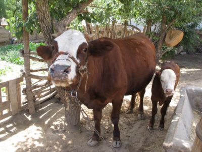 11753677_833951663348915_2301049893426220185_n