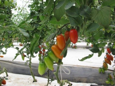 11755716_834466999964048_3982291392265540649_n