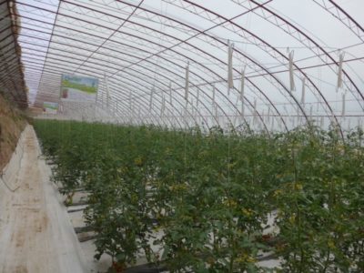 11755899_834466979964050_3741889003106995615_n