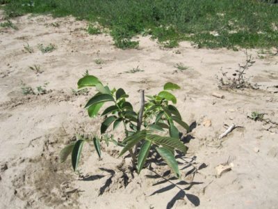 331671_482009561826784_1055266122_o