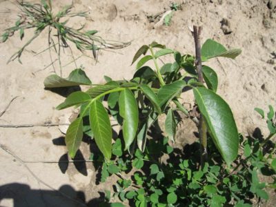 337219_482009611826779_172638603_o