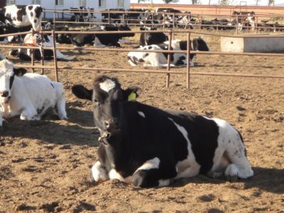 34405_159267937434283_2665069_n