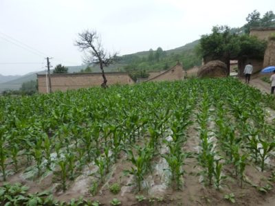 37345_136235636404180_2593150_n