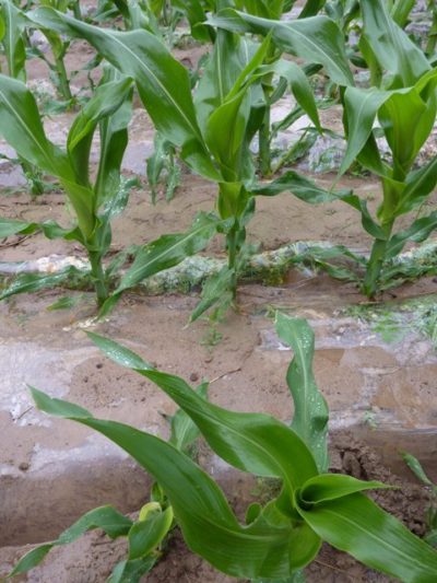 37345_136235639737513_7534315_n