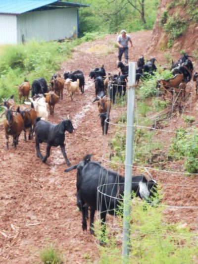 41664792_1787504374660301_2514525355478351872_n