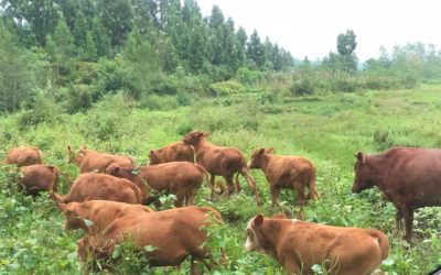 41743991_1787503894660349_3114193074507481088_n