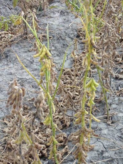 46328_159267840767626_4742528_n