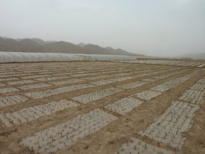 541940_401404053220669_1154795458_n