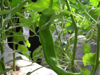 551501_401423629885378_1952556197_n