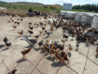 65409_159267890767621_156312_n