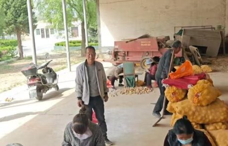 3- 工人在切薯仔成種子