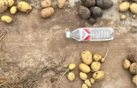 8 檢查各品種結薯情況